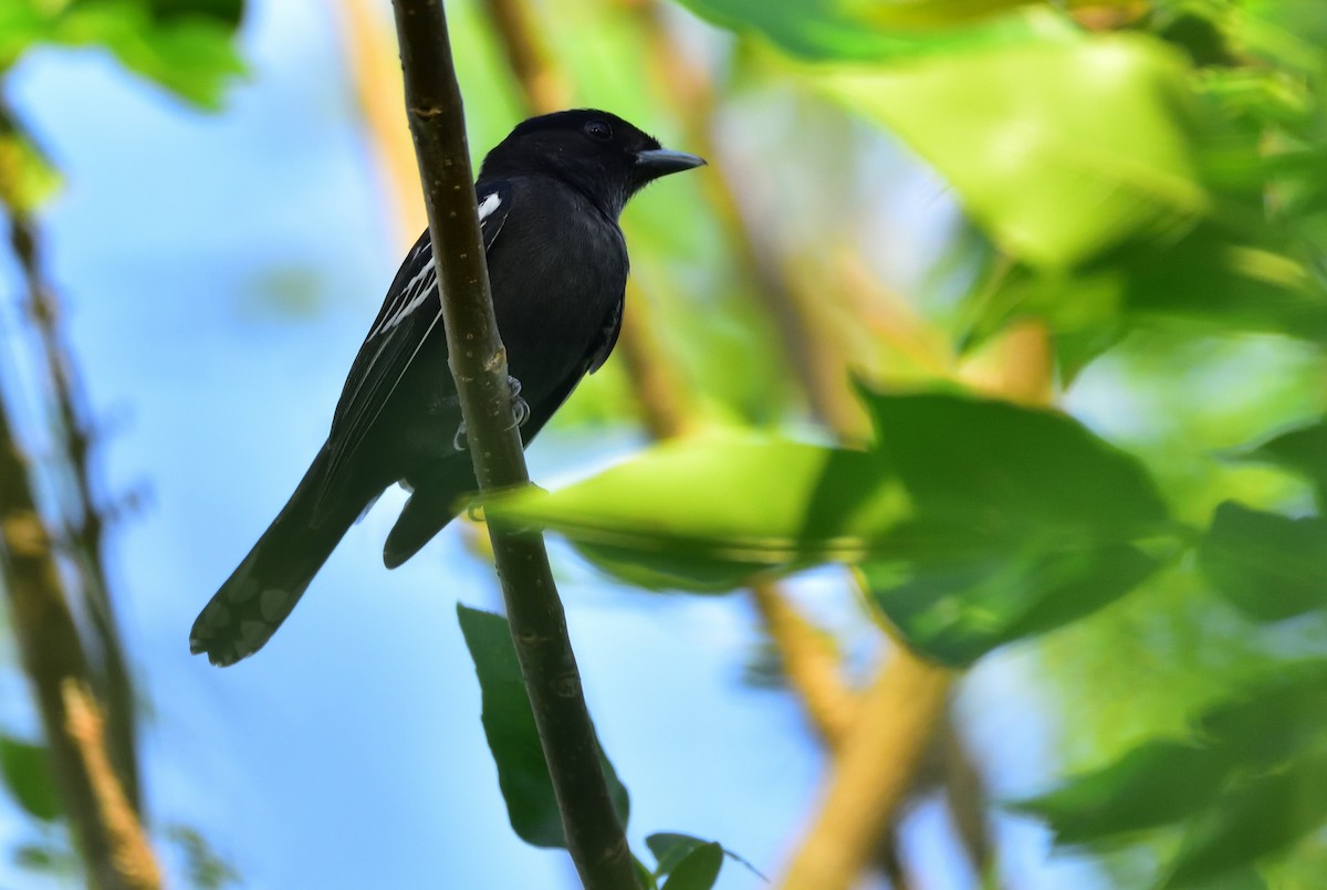 White-winged Becard - ML80763911