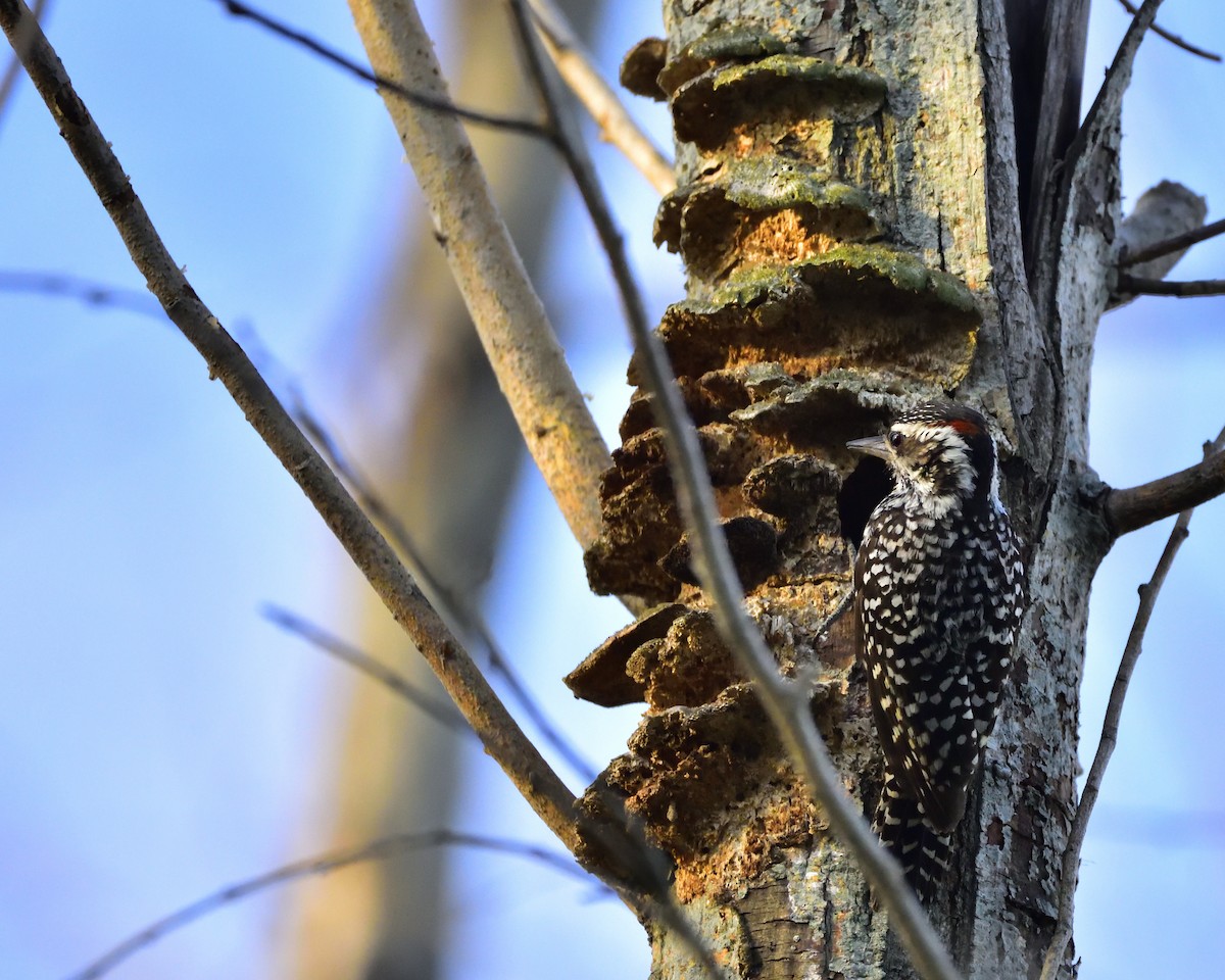 Checkered Woodpecker - ML80764101