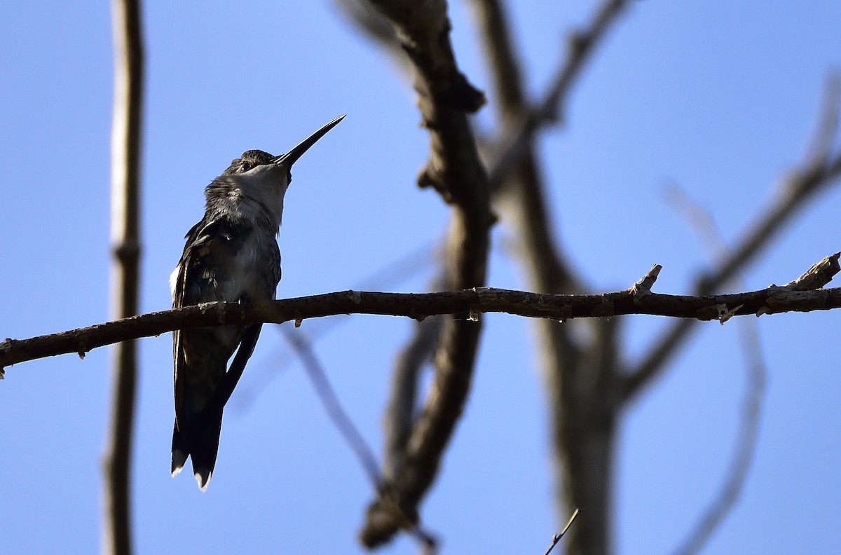 Colibri d'Angèle - ML80764291