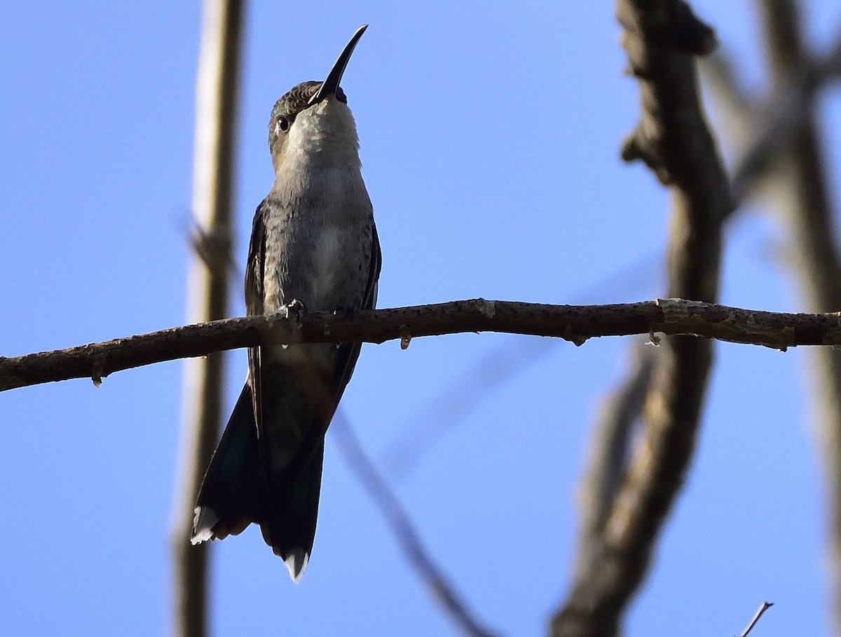 Blue-tufted Starthroat - ML80764301