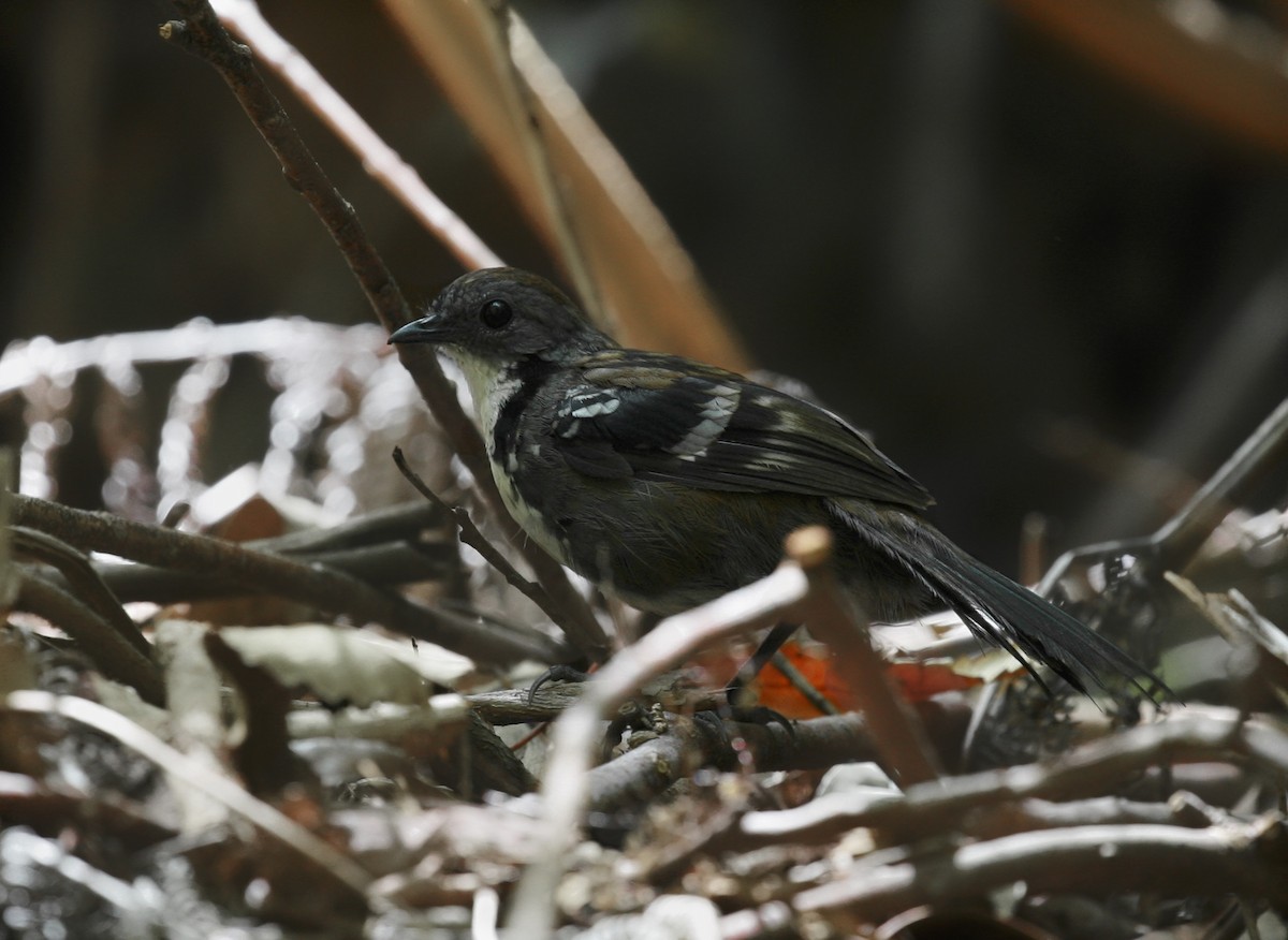 Australian Logrunner - ML80764871