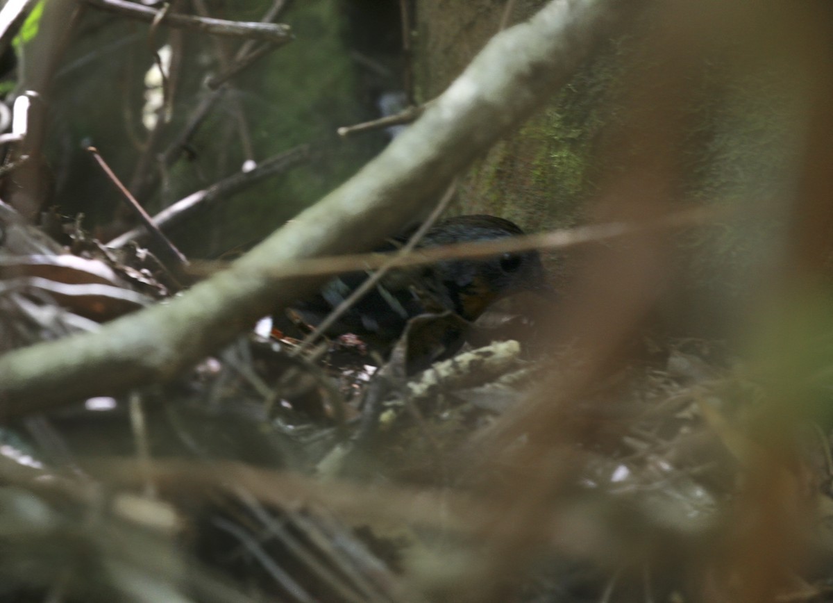 Australian Logrunner - ML80764881