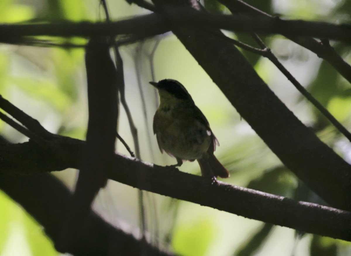 Yellow-throated Scrubwren - ML80764891