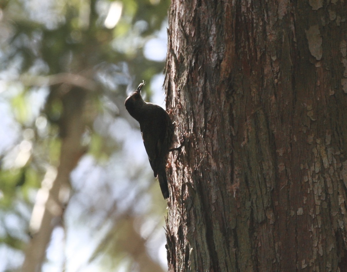 Red-browed Treecreeper - ML80765031