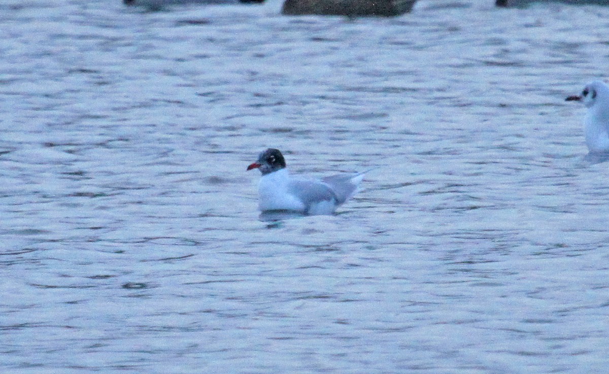 Mediterranean Gull - ML80765851