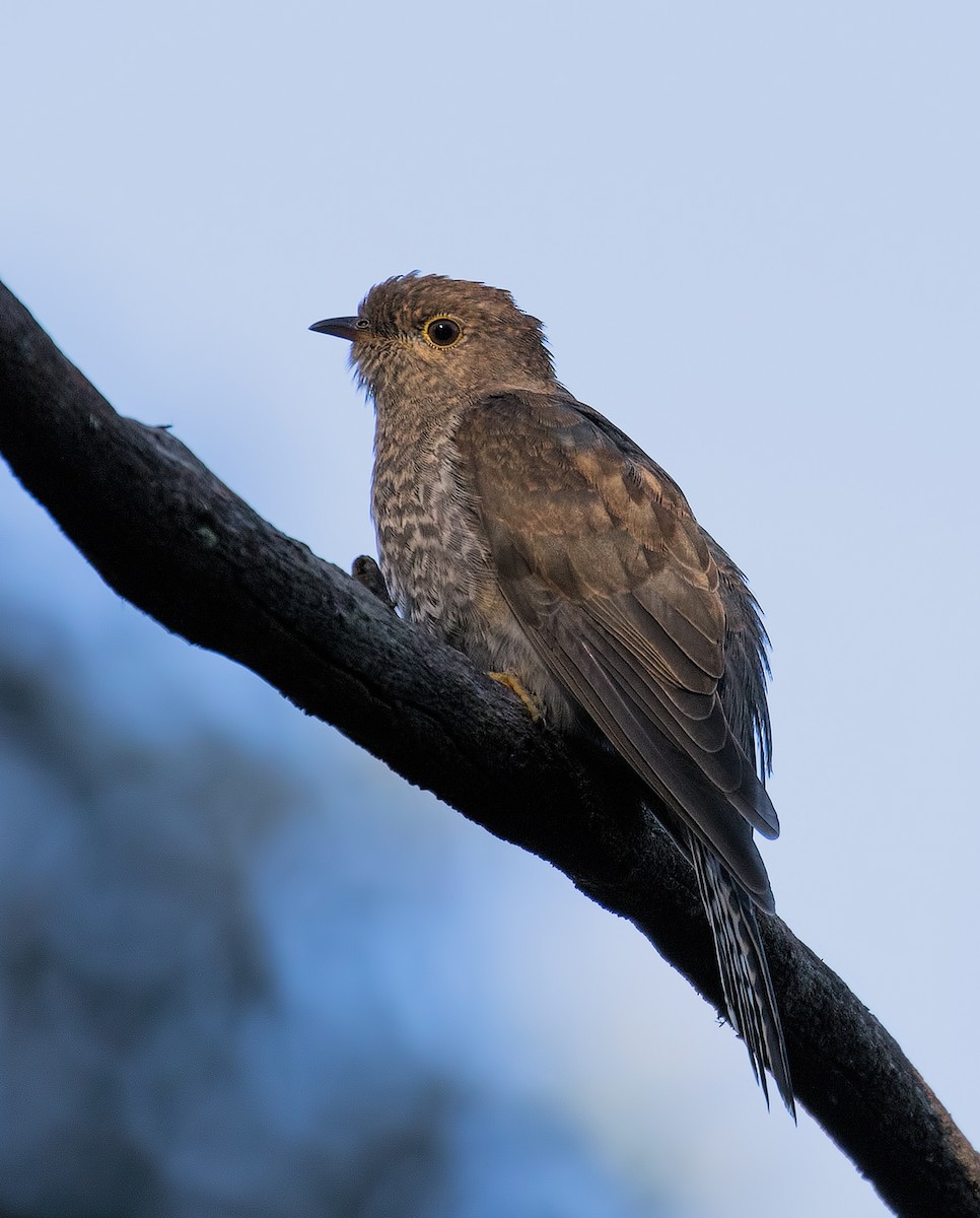 Fan-tailed Cuckoo - Julie Clark