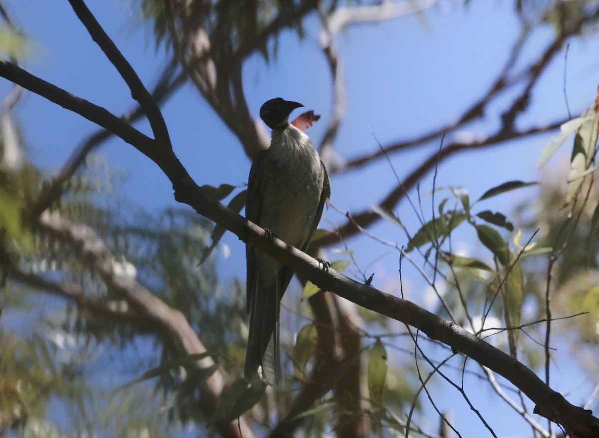 Noisy Friarbird - ML80765881