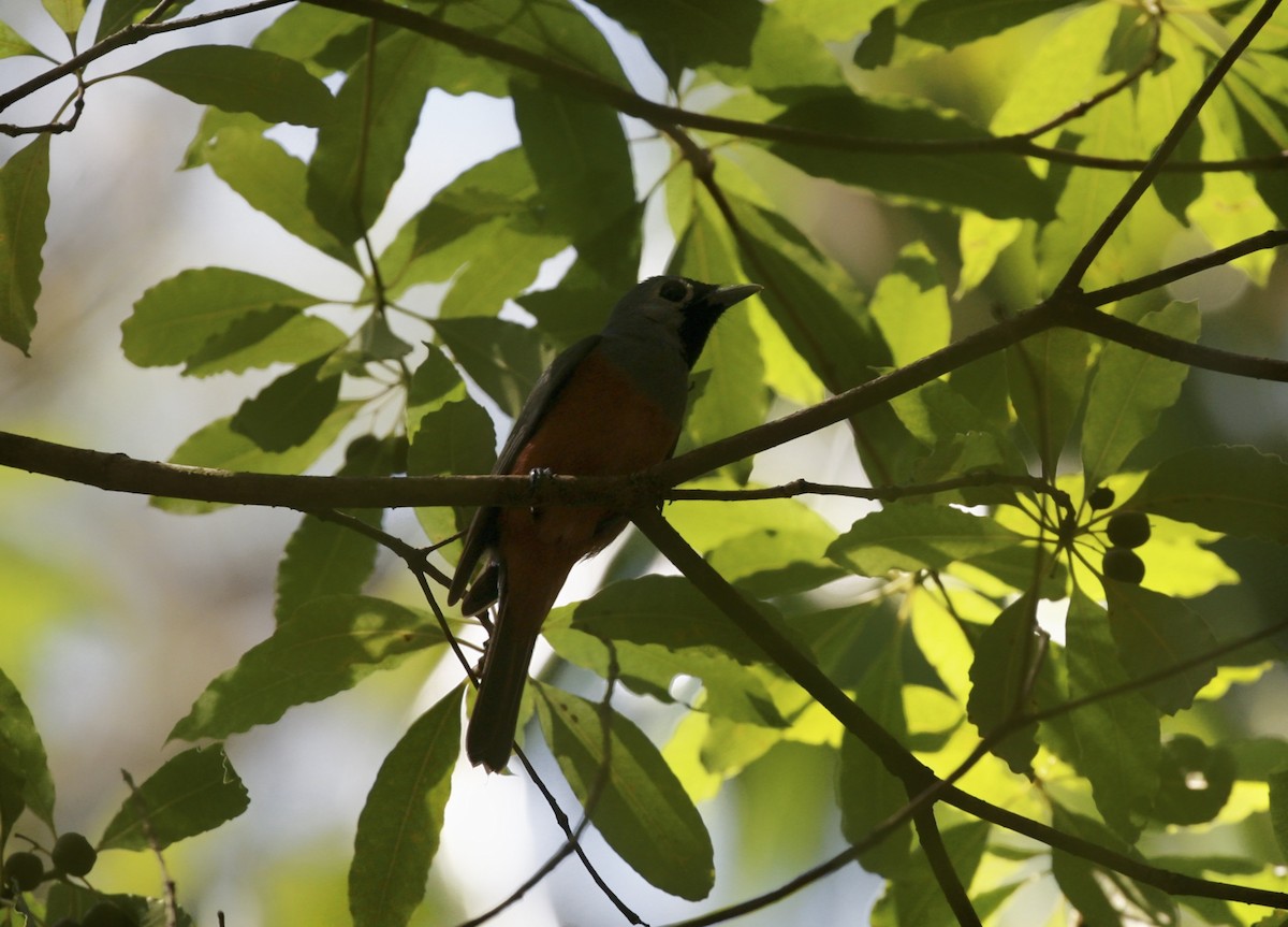 Black-faced Monarch - ML80765961