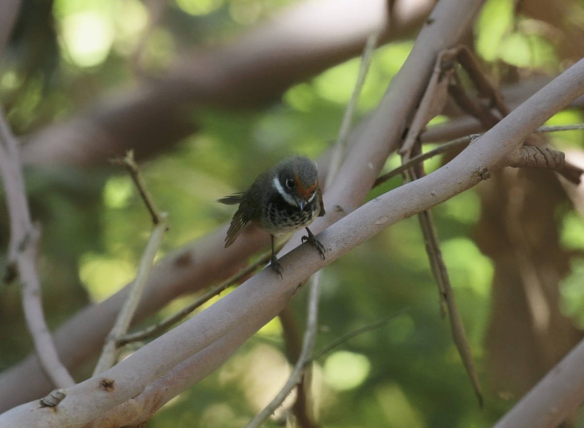 Australian Rufous Fantail - ML80766051
