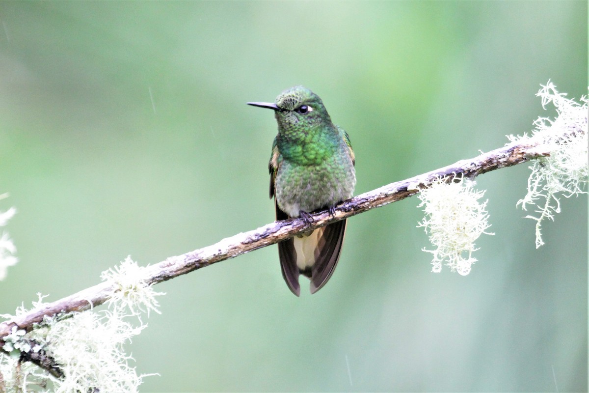 Buff-tailed Coronet - Charles Davies