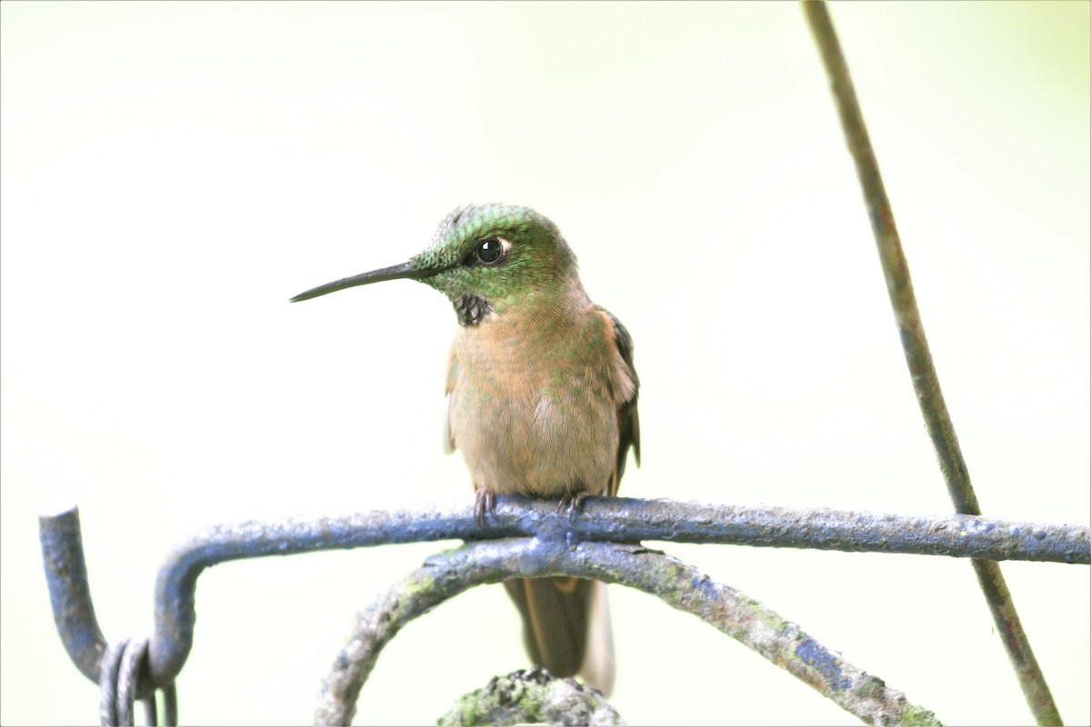 kolibřík hnědobřichý - ML80766211