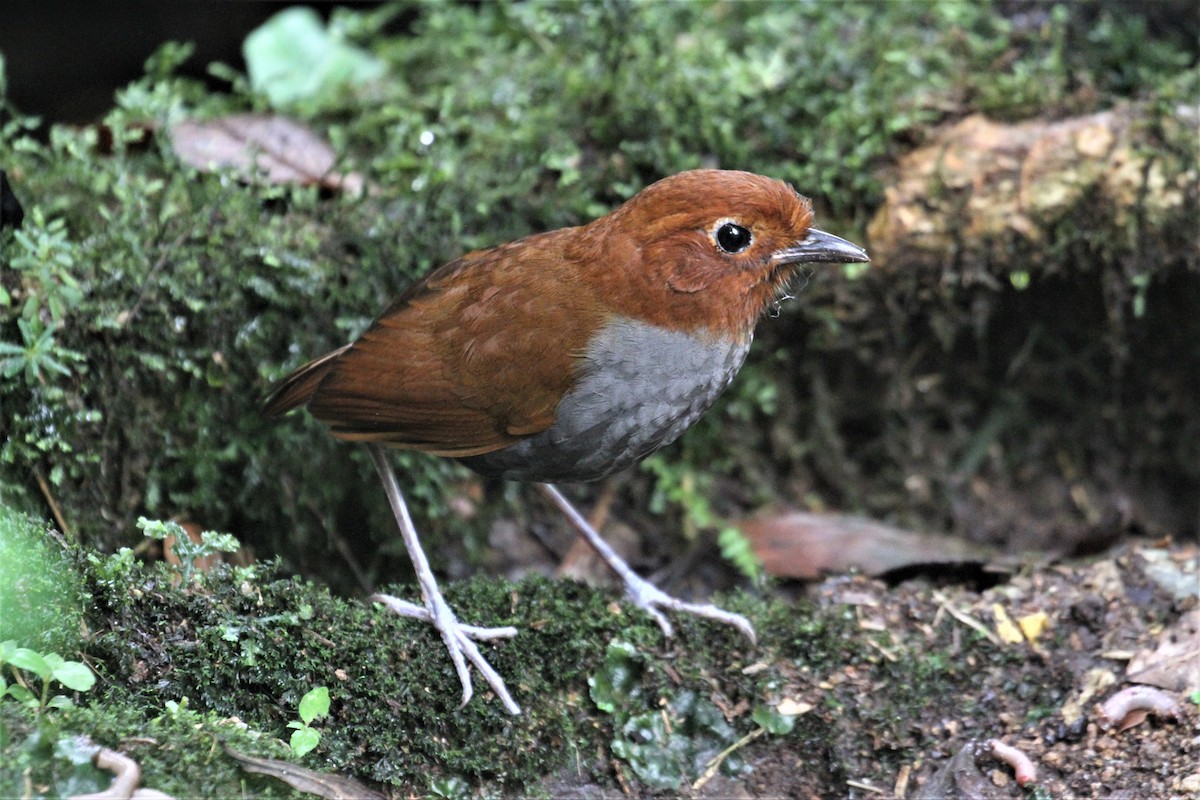 Bicolored Antpitta - ML80766231