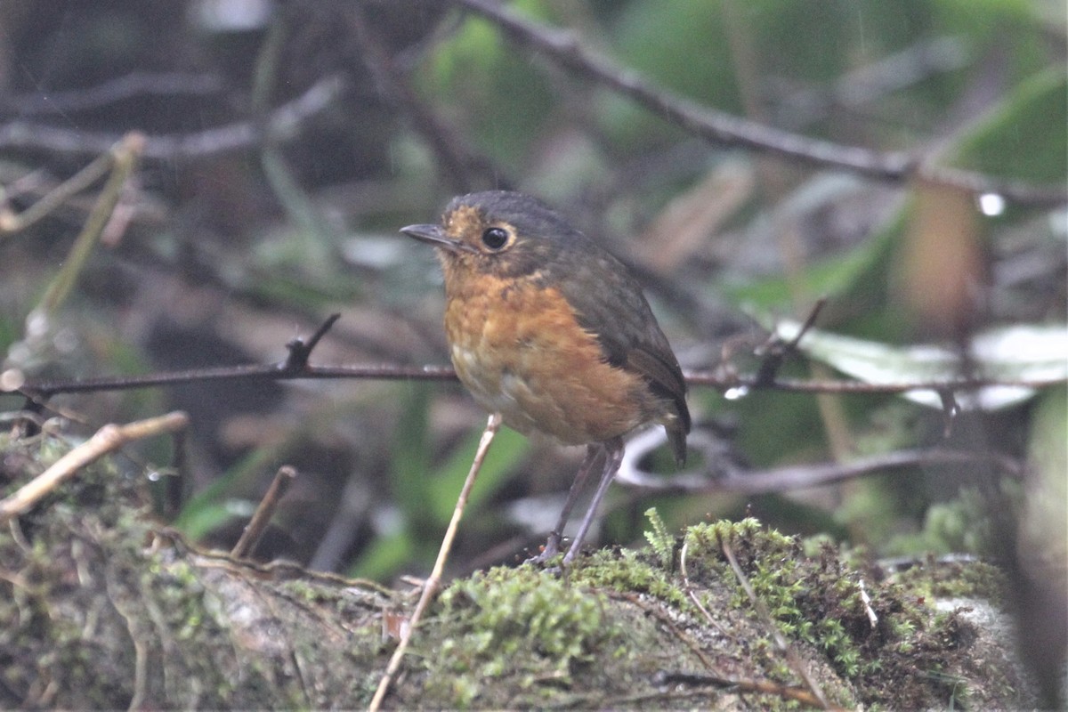 Slate-crowned Antpitta - ML80766261