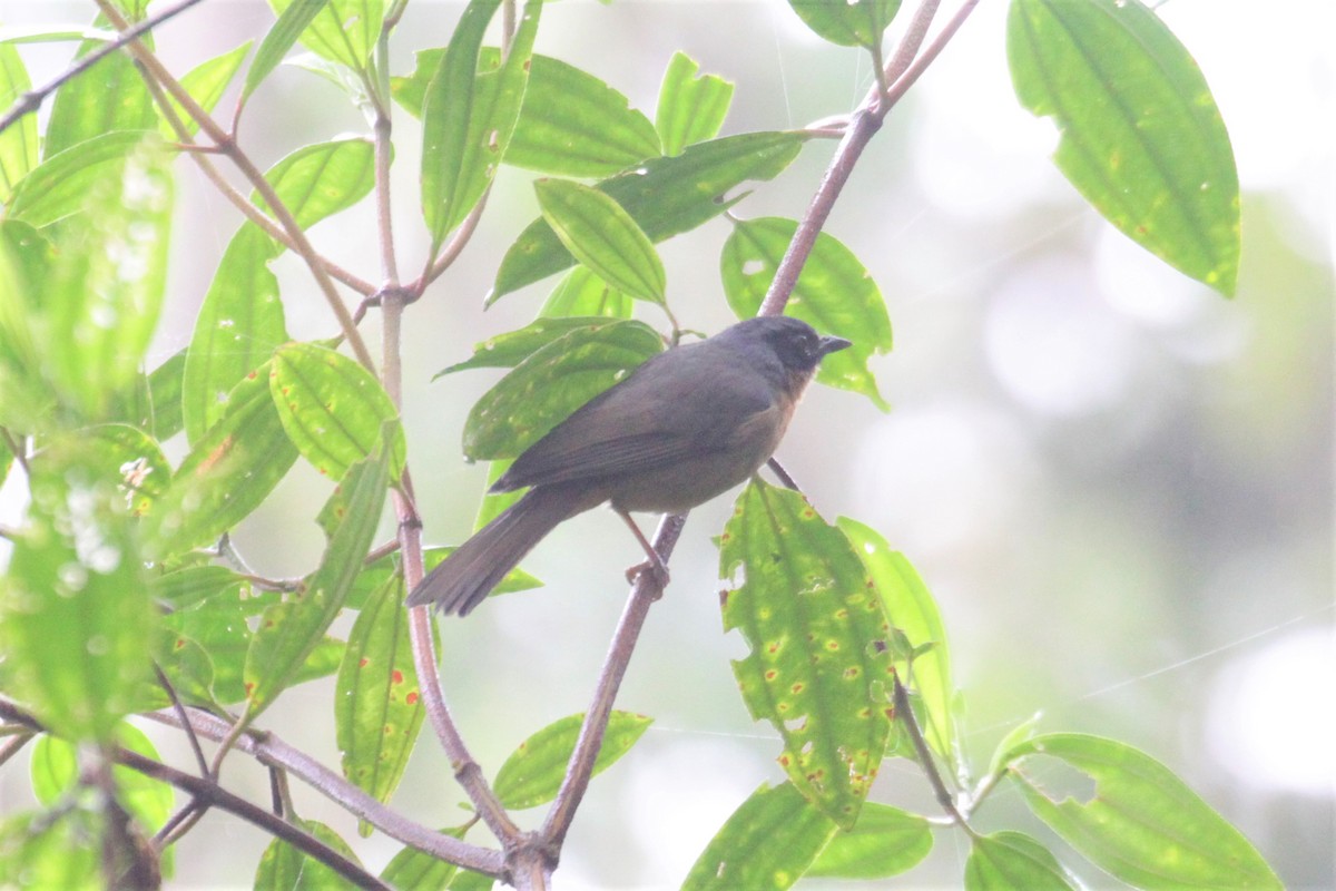 Black-eared Hemispingus - Charles Davies