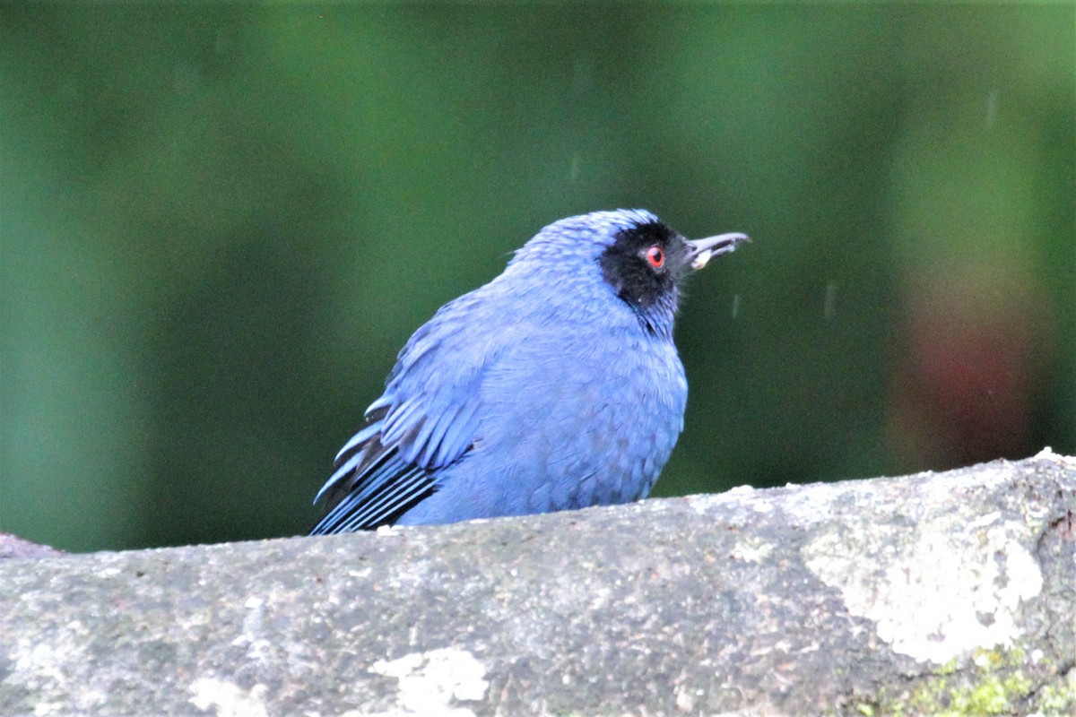 Masked Flowerpiercer - ML80766641