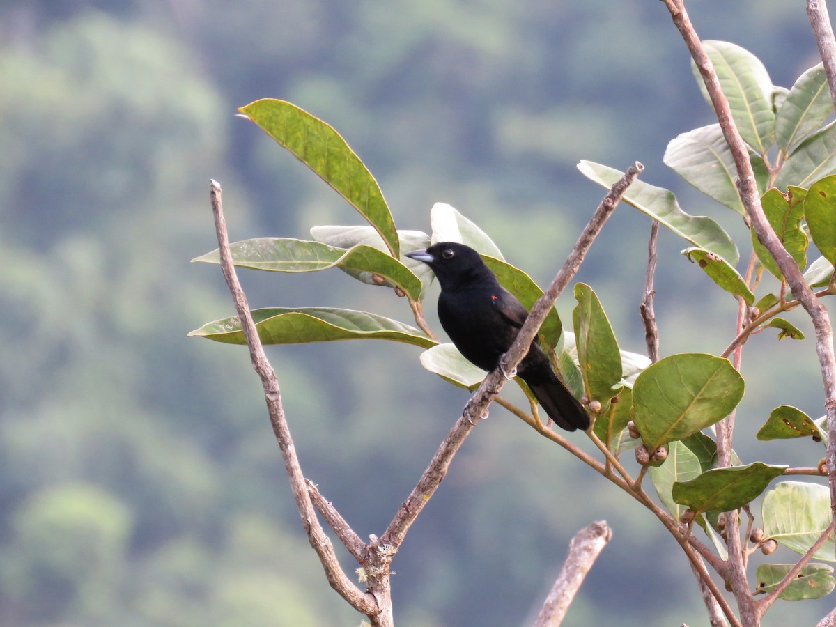 Red-shouldered Tanager - Örjan Sjögren
