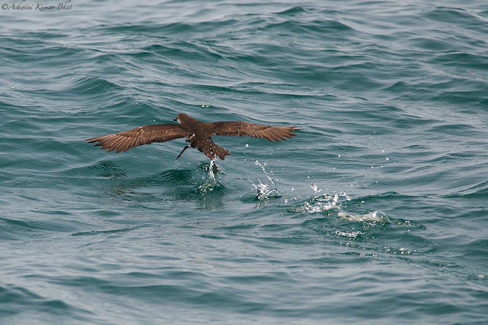 Persian Shearwater - ML80769901