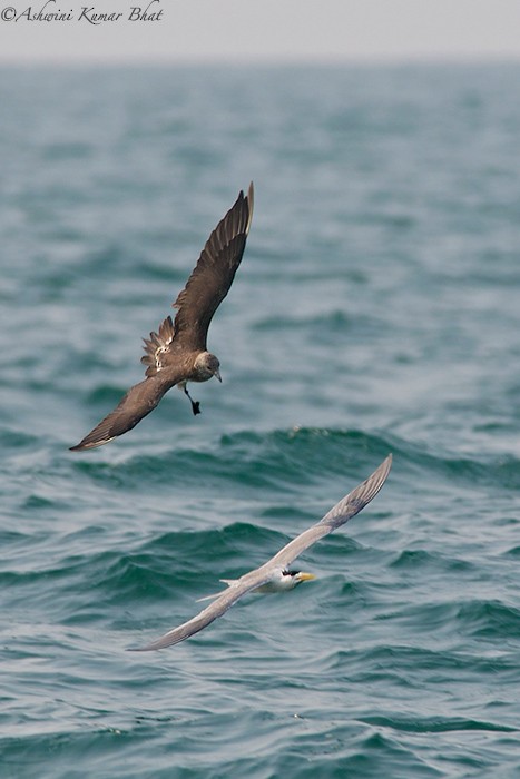 Parasitic Jaeger - ML80770051