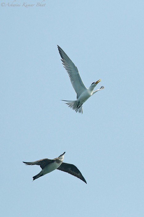 Parasitic Jaeger - ML80770071