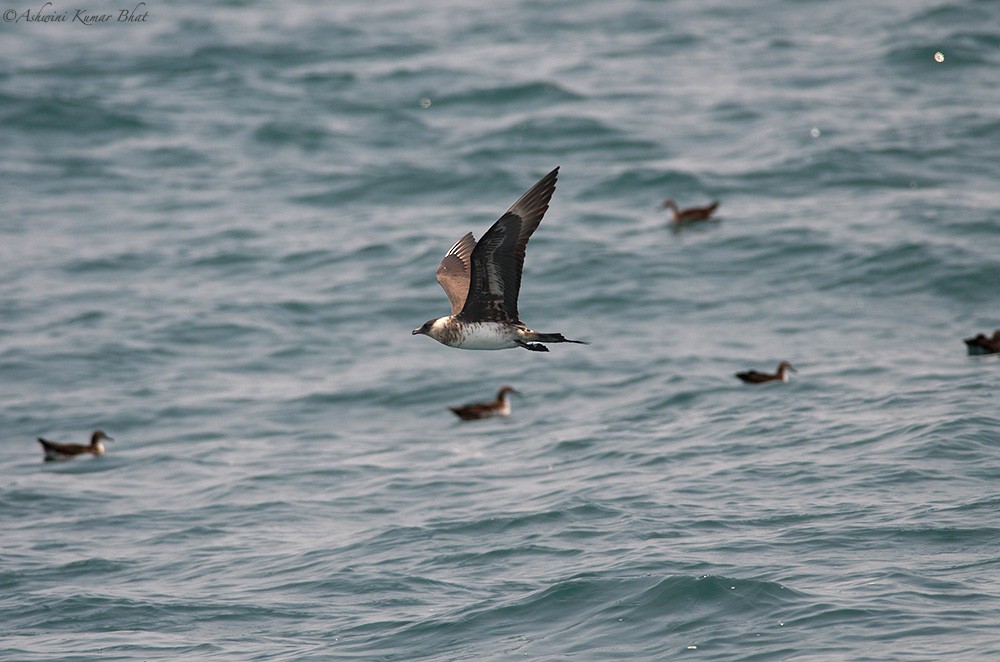 Parasitic Jaeger - ML80770081