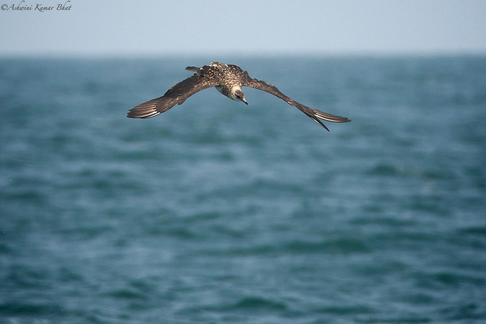 Parasitic Jaeger - ML80770101