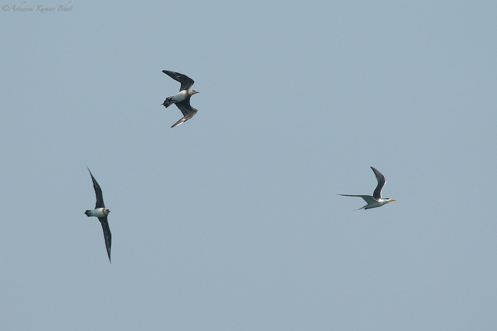 Parasitic Jaeger - ML80770121