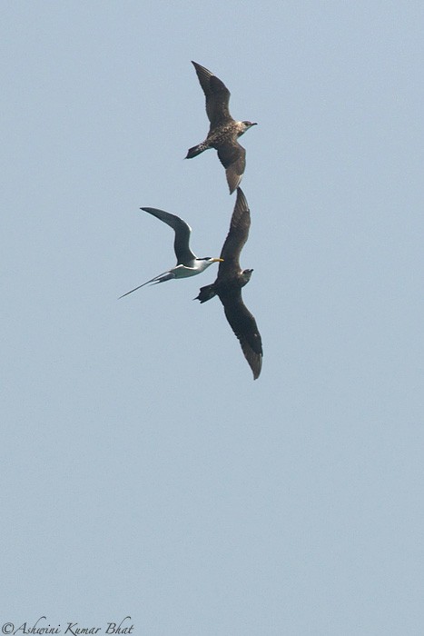 Parasitic Jaeger - ML80770131