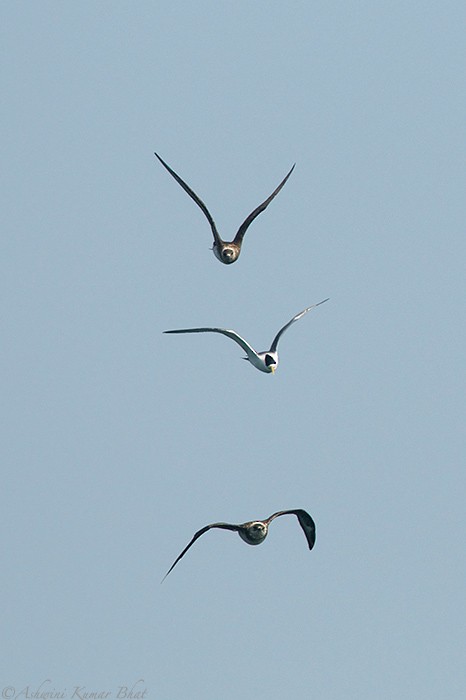 Parasitic Jaeger - ML80770151