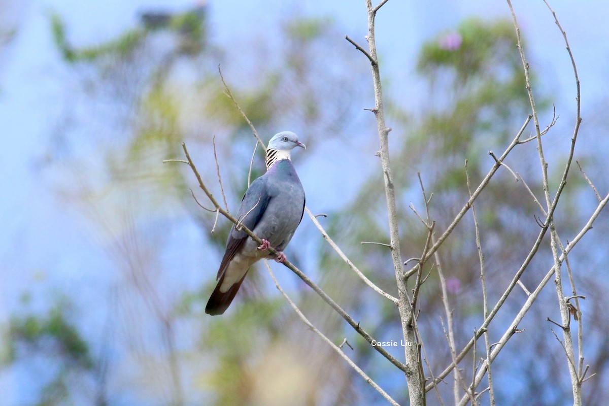 Ashy Wood-Pigeon - Cassie Liu