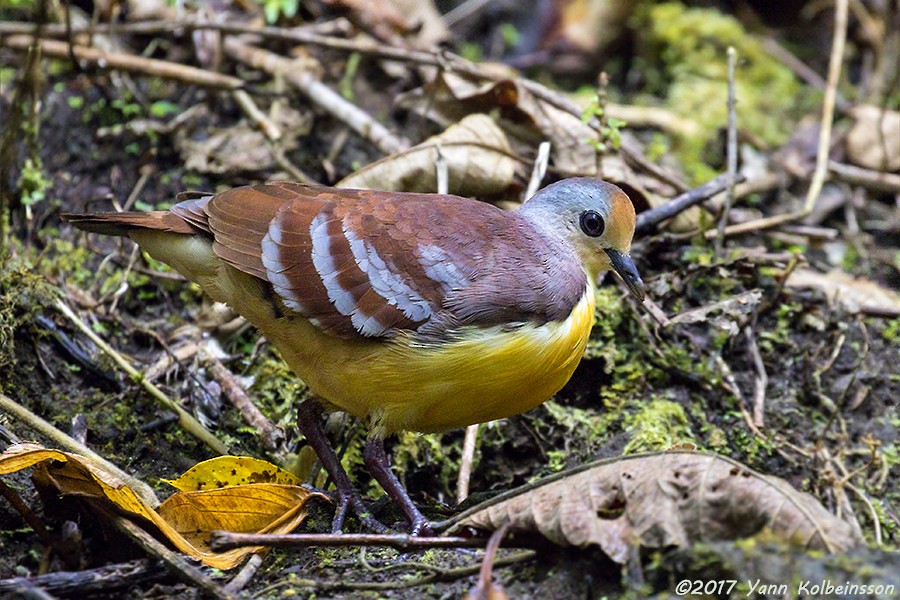 Cinnamon Ground Dove - ML80772731