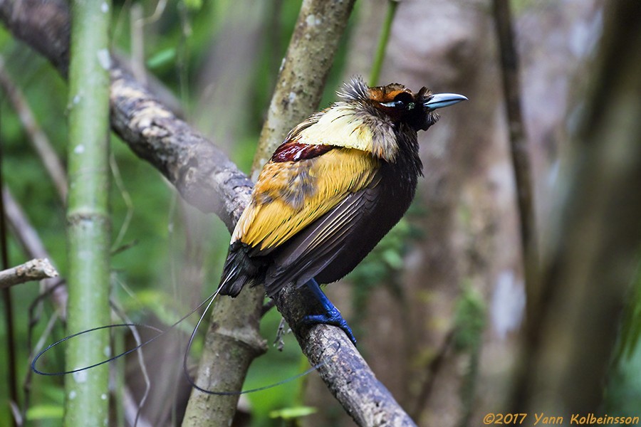 Magnificent Bird-of-Paradise - ML80772751