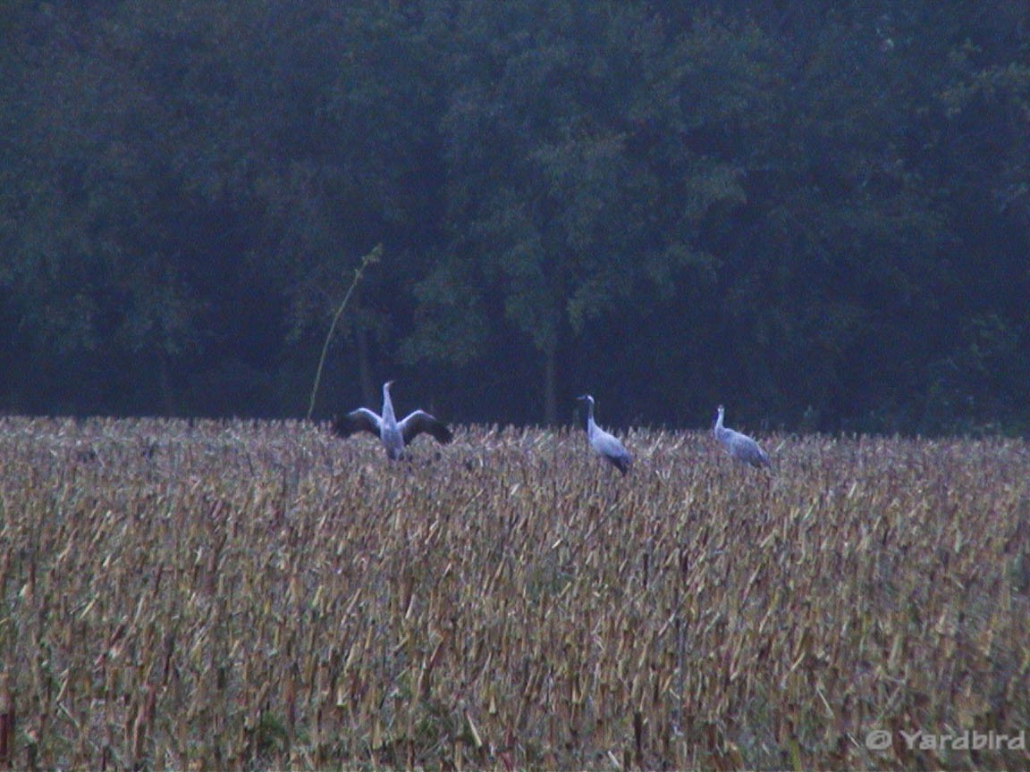 Sandhill x Common Crane (hybrid) - ML80773151