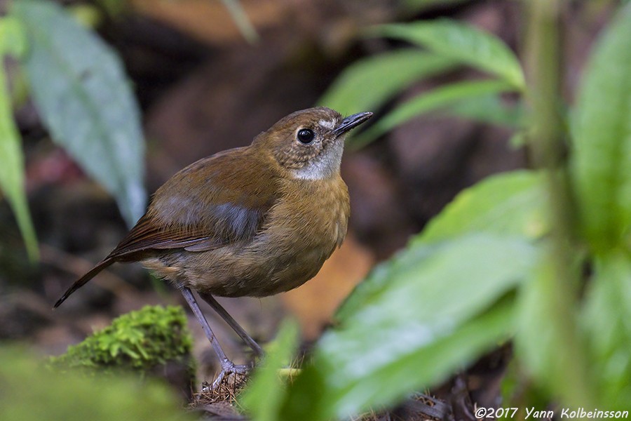 Petroica Terrestre Chica - ML80773171