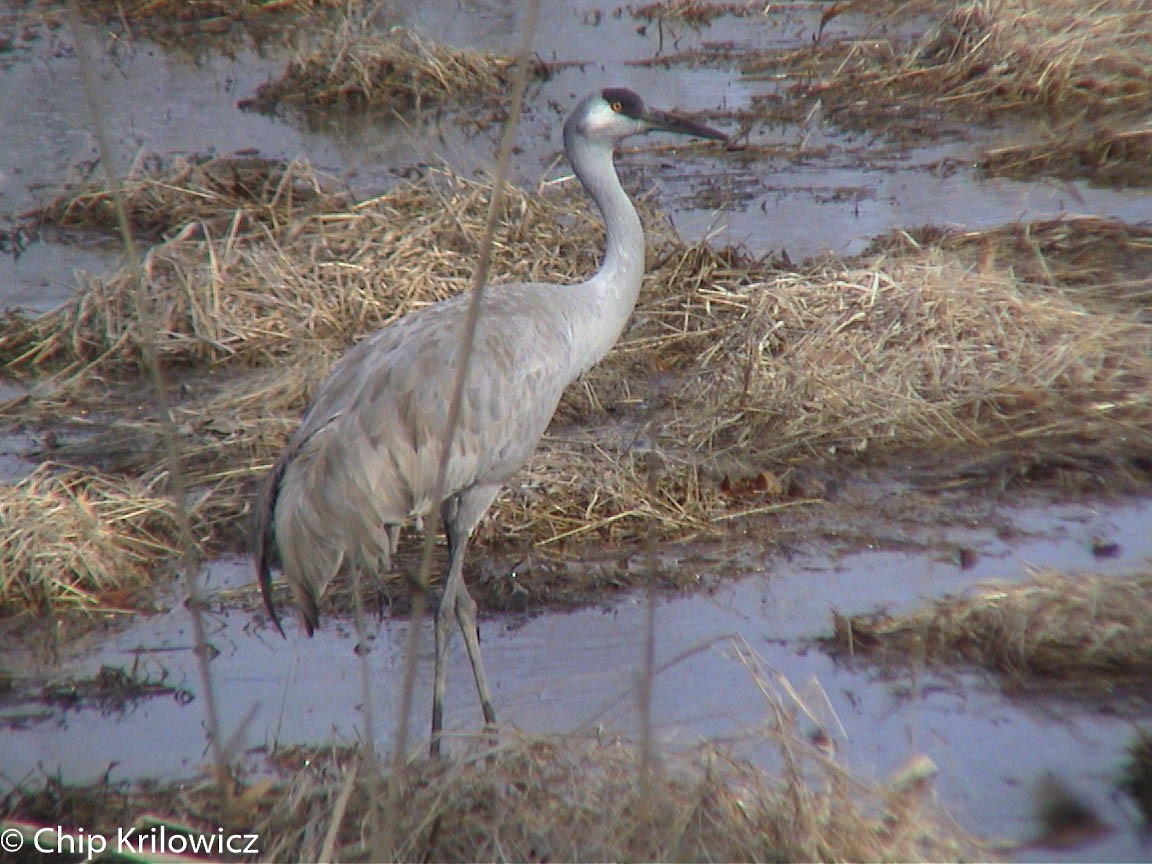 Sandhill x Common Crane (hybrid) - Chip Krilowicz