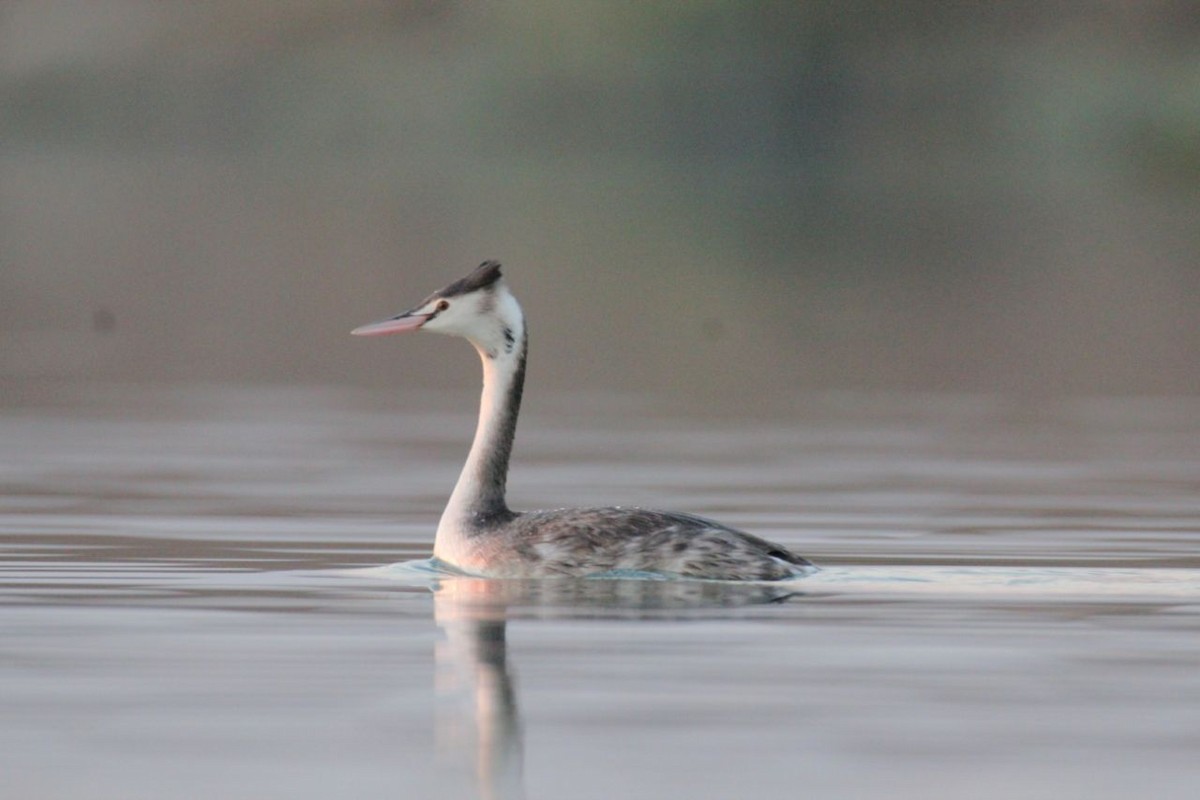 Great Crested Grebe - ML80775731