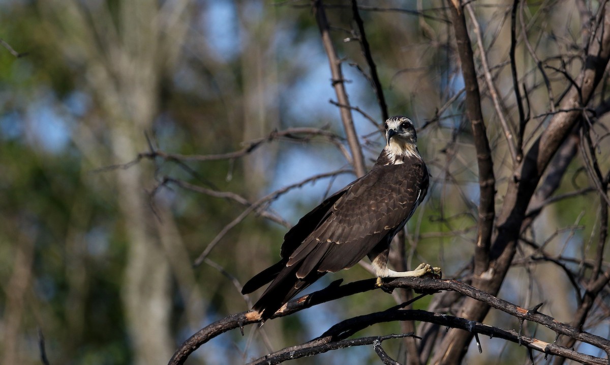 Snail Kite - Jay McGowan