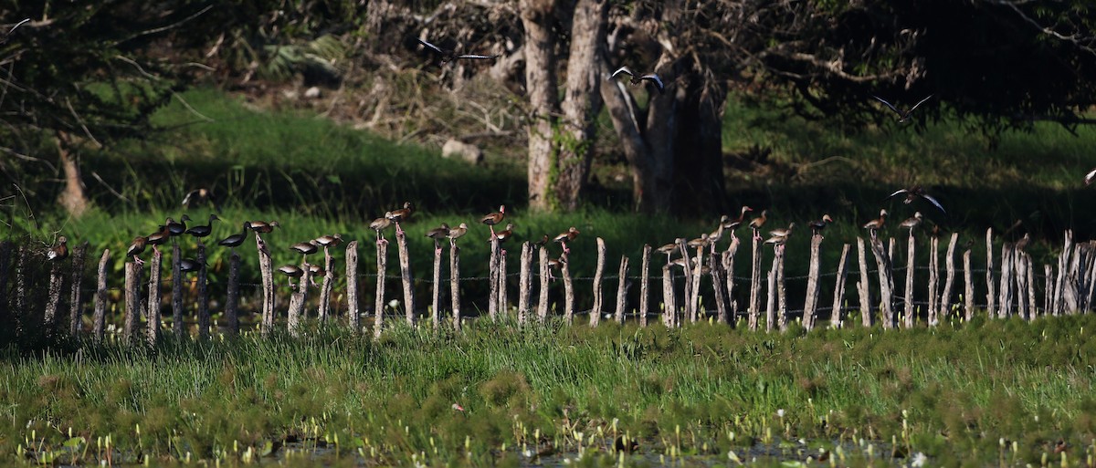 Black-bellied Whistling-Duck (fulgens) - ML80776451