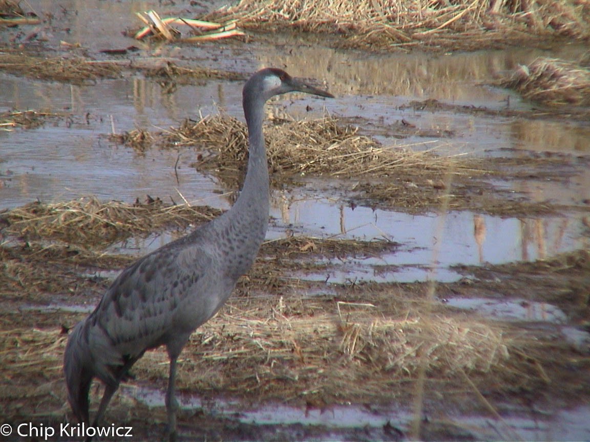 Sandhill x Common Crane (hybrid) - ML80776651