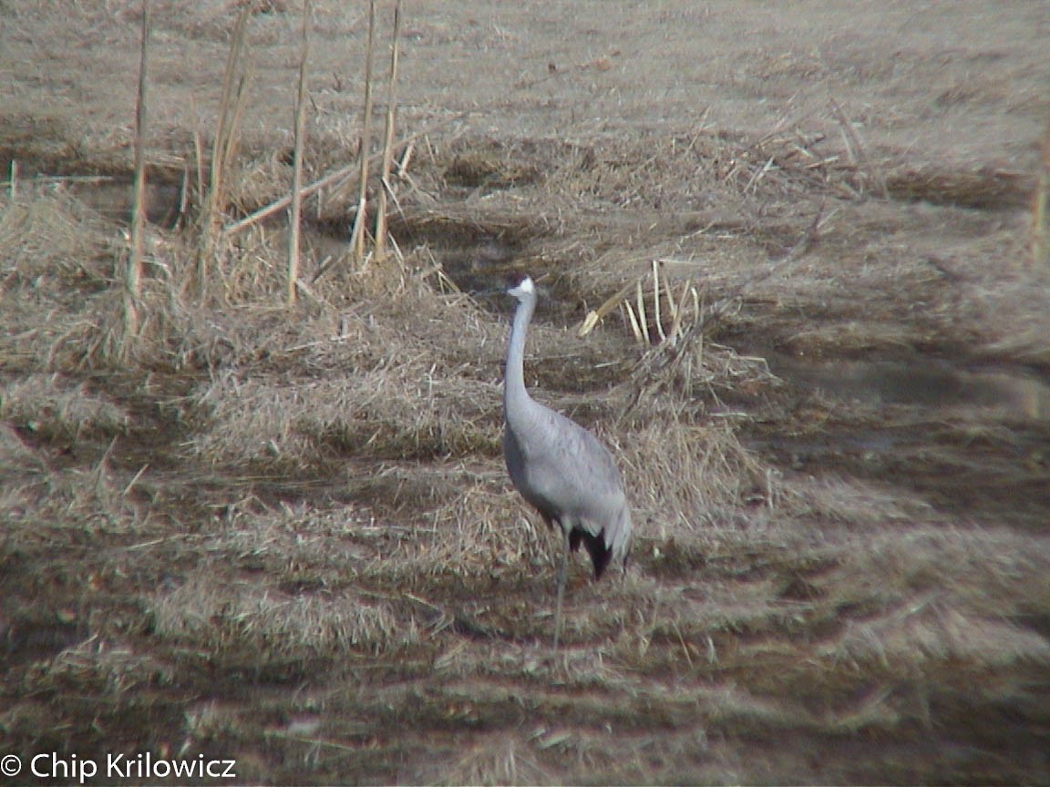 Sandhill x Common Crane (hybrid) - Chip Krilowicz