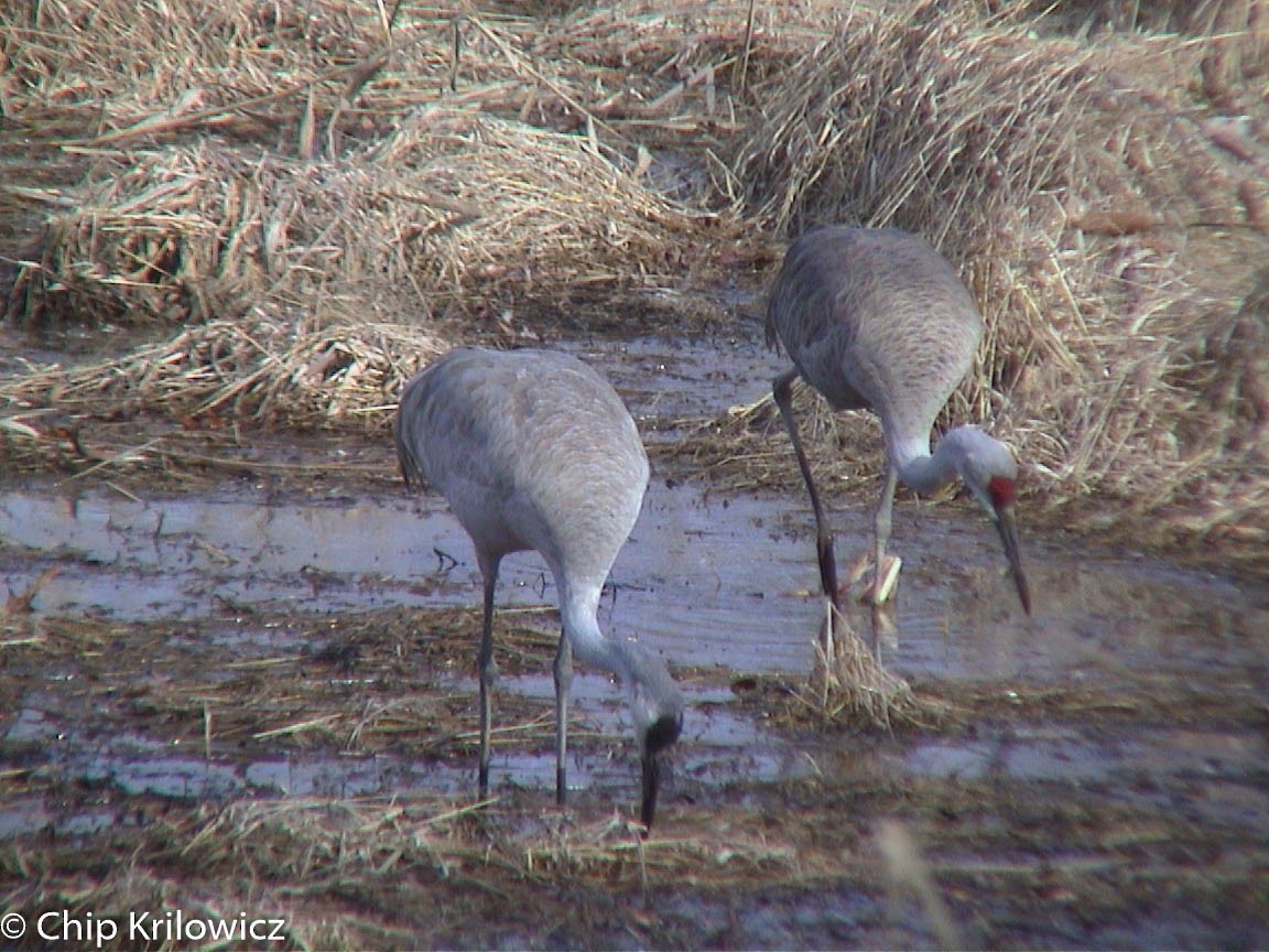 Hybride Grue du Canada x G. cendrée - ML80776811