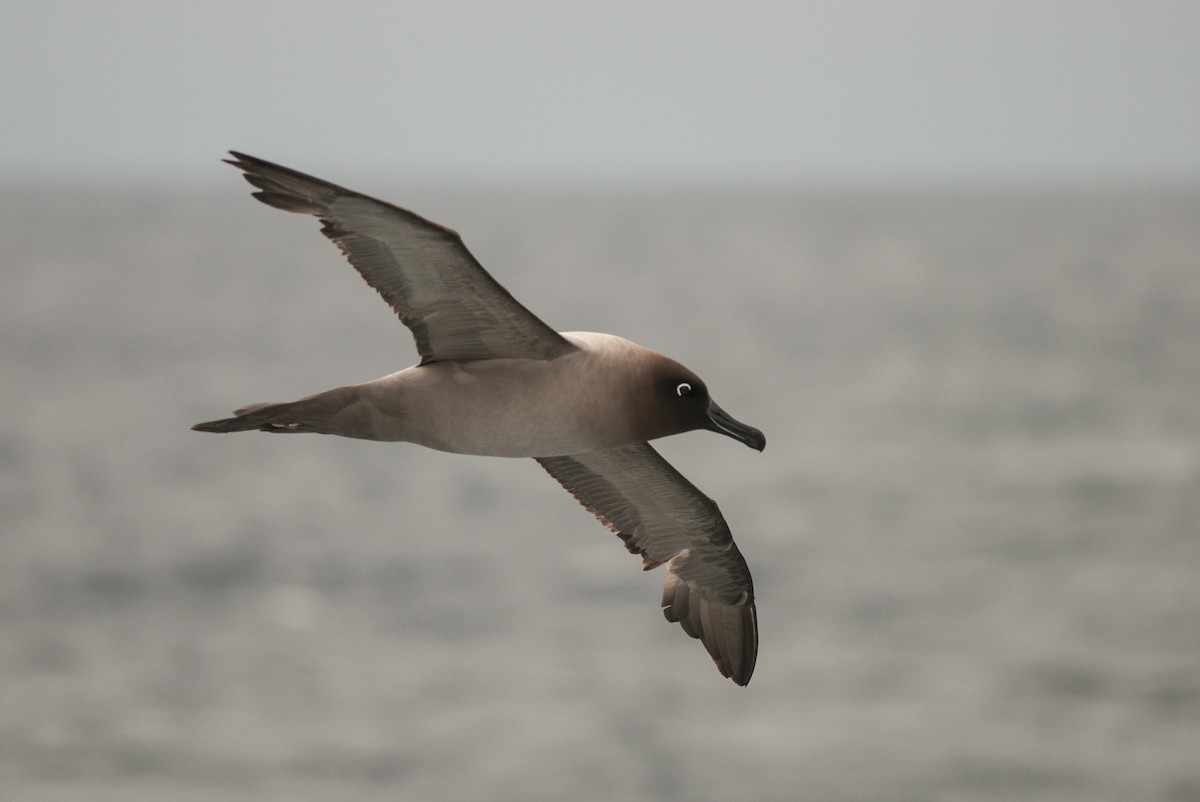 albatros světlehřbetý - ML80776841