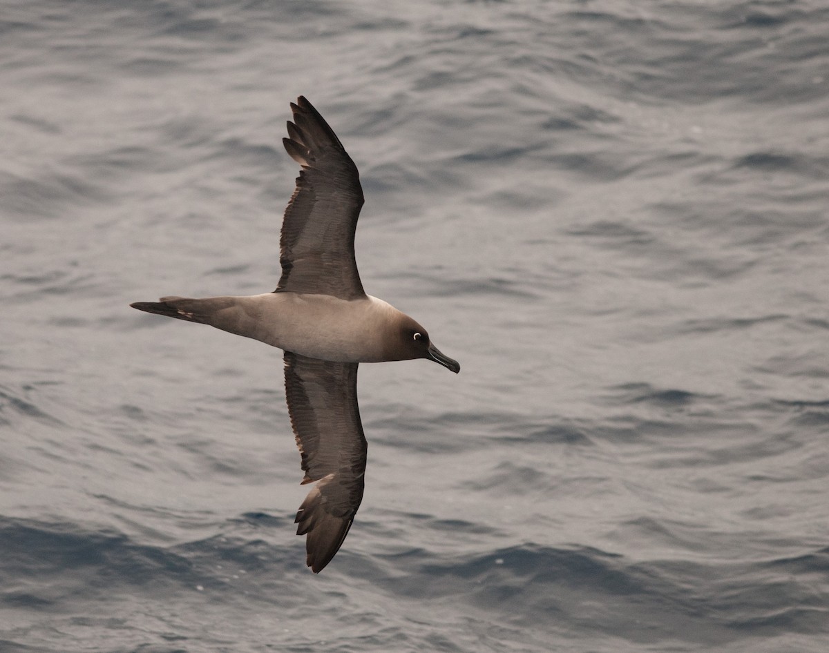 albatros světlehřbetý - ML80776851