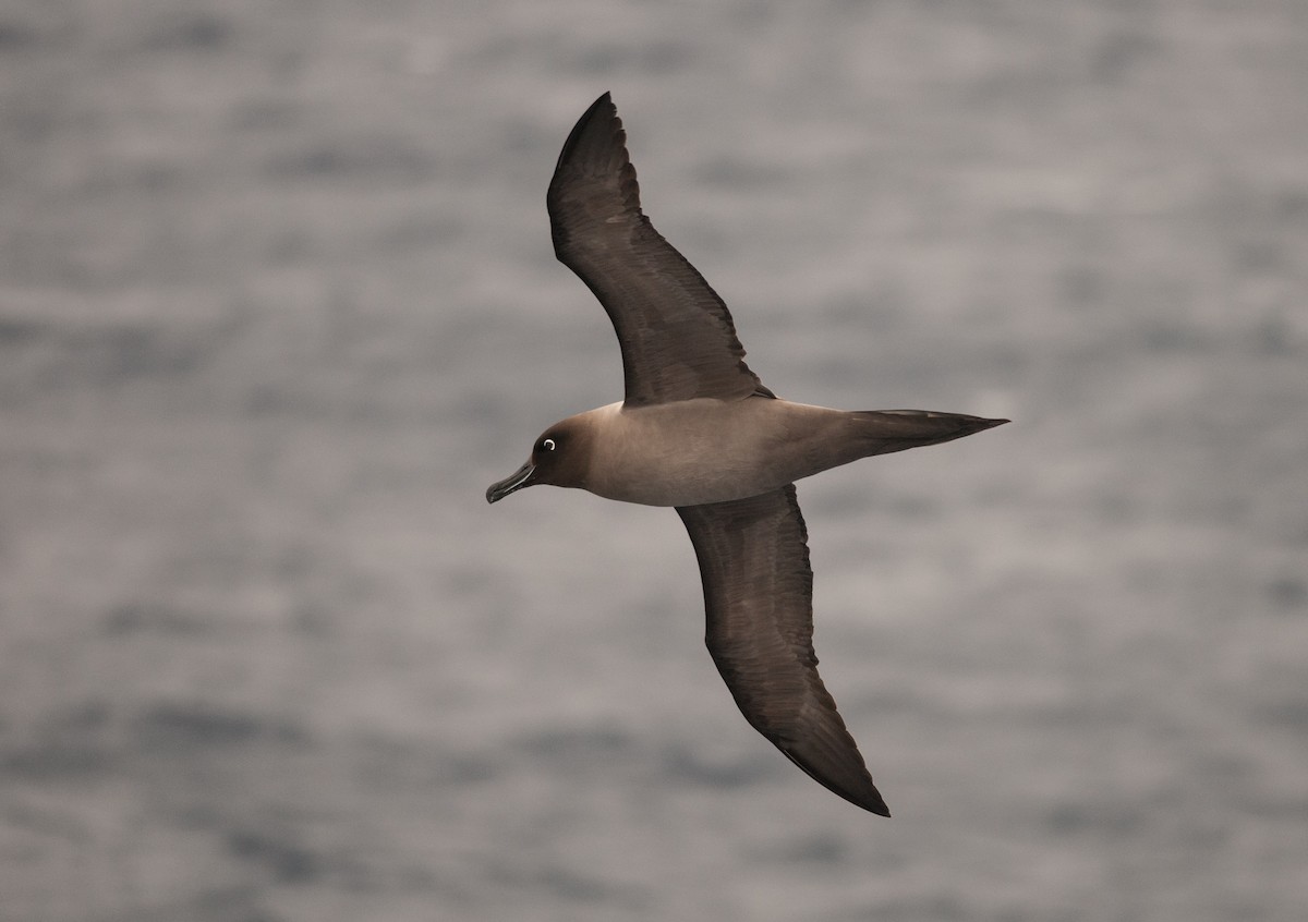 Light-mantled Albatross - Ken Wright