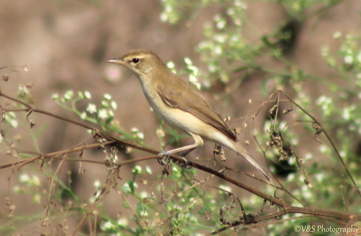 Booted/Sykes's Warbler - ML80776981