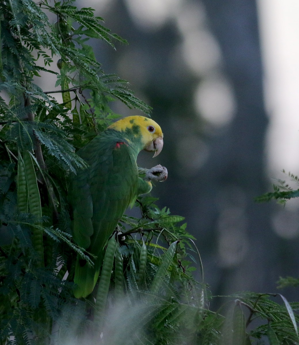 Yellow-headed Parrot (Mainland) - Jay McGowan