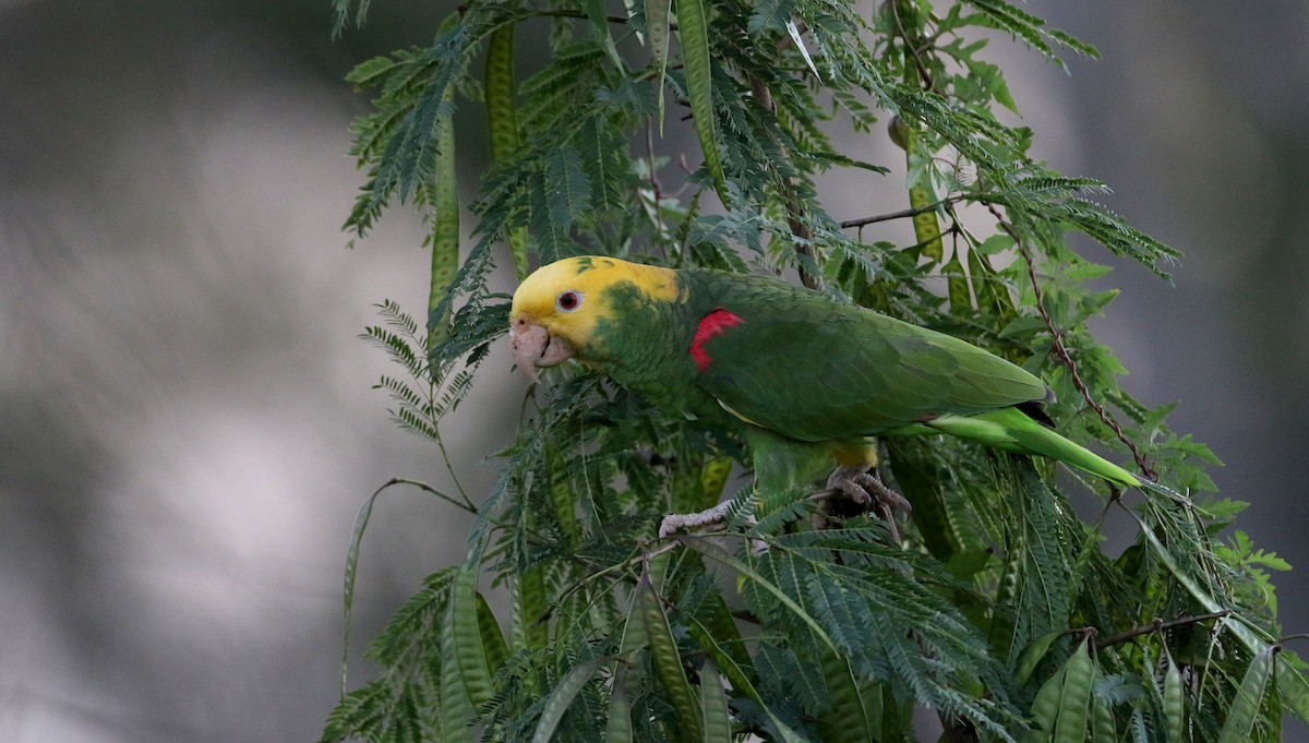 Yellow-headed Amazon (Mainland) - Jay McGowan