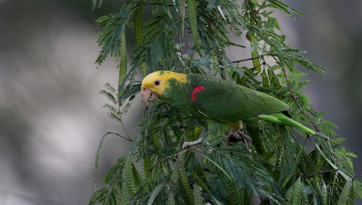 Yellow-headed Parrot (Mainland) - ML80777371