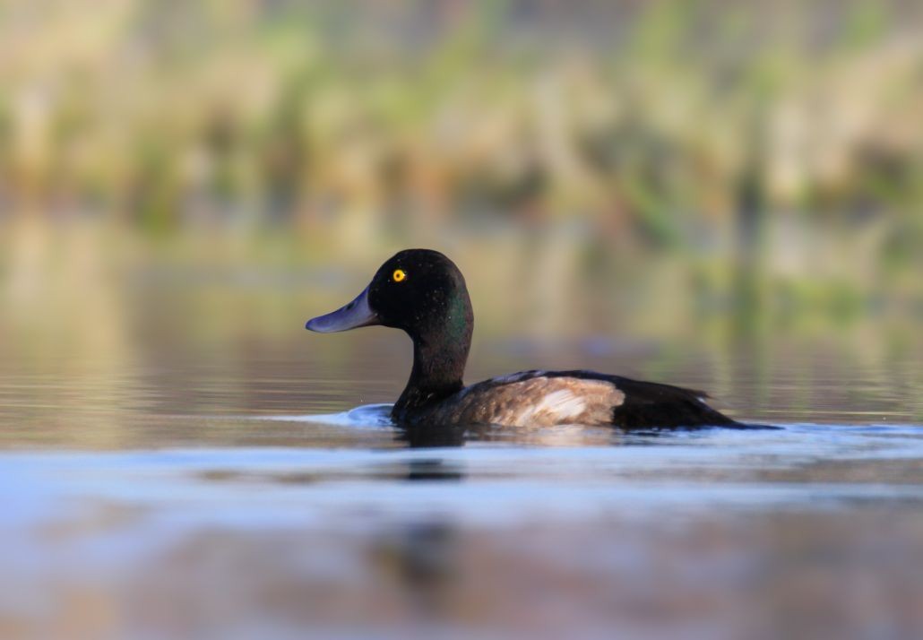 Greater Scaup - Biswanath Mondal