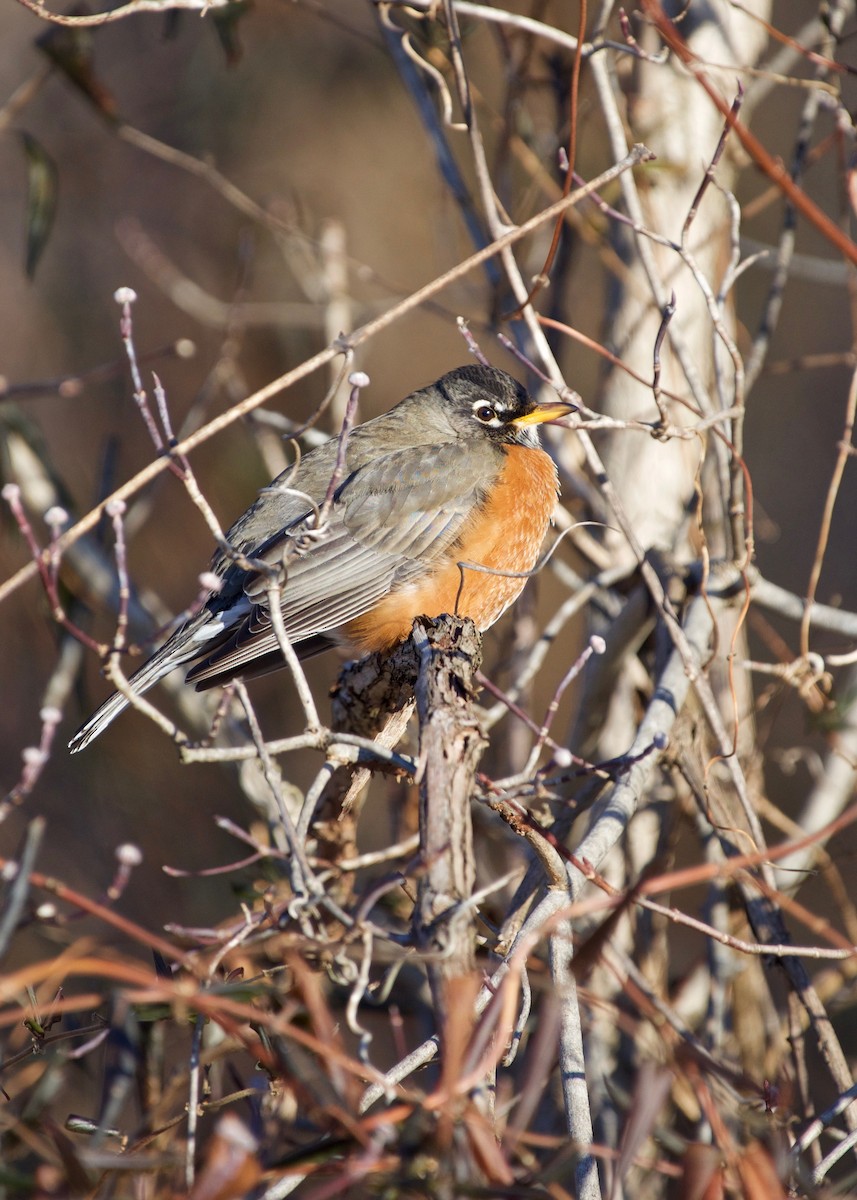 American Robin - ML80778531