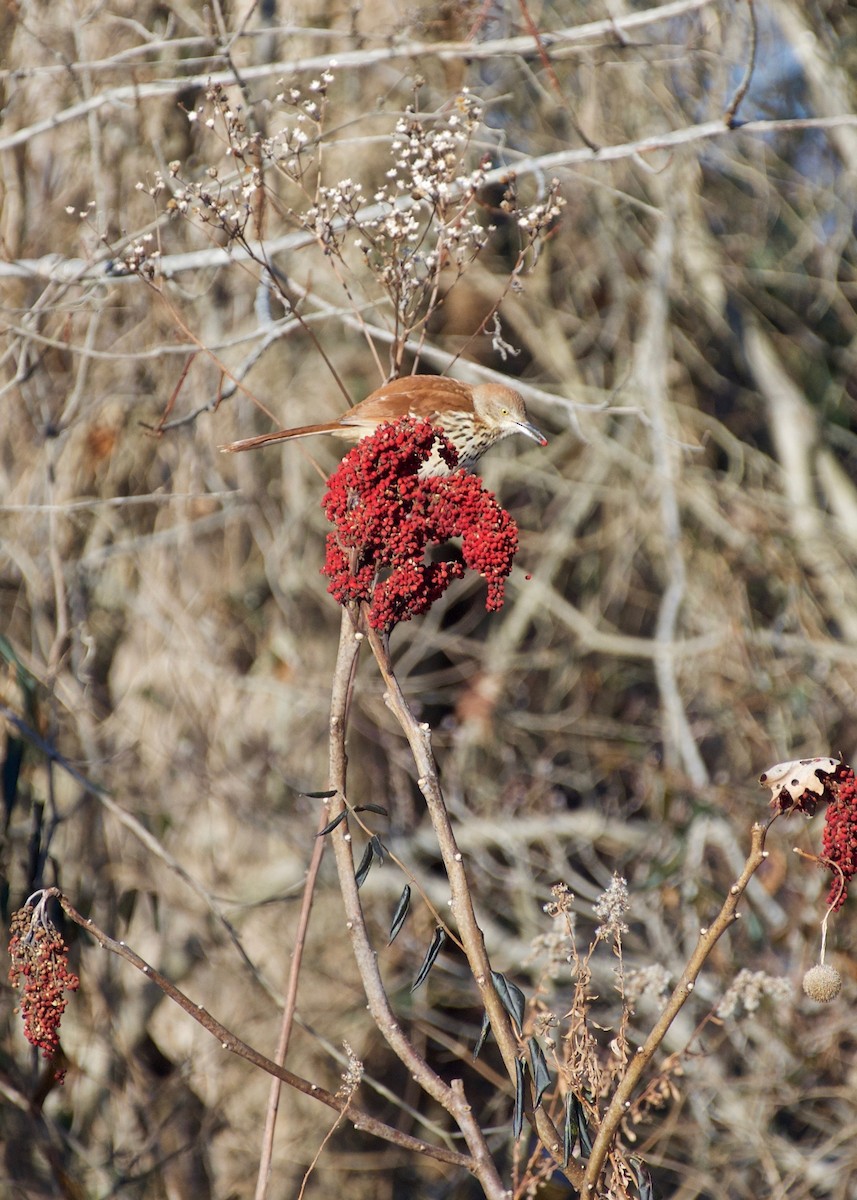 Brown Thrasher - ML80778541